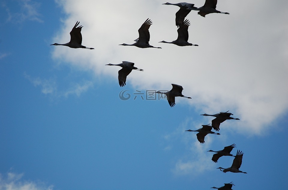 起重機,天空,鳴鶴