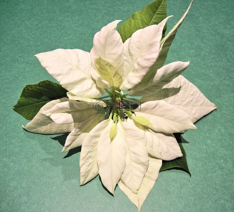 白色圣誕,圣誕節(jié)花,葉子