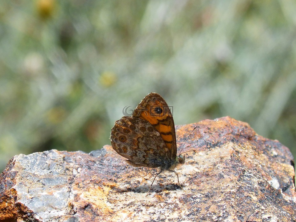 lasiommata megera,蝴蝶 saltacercas,蝴蝶