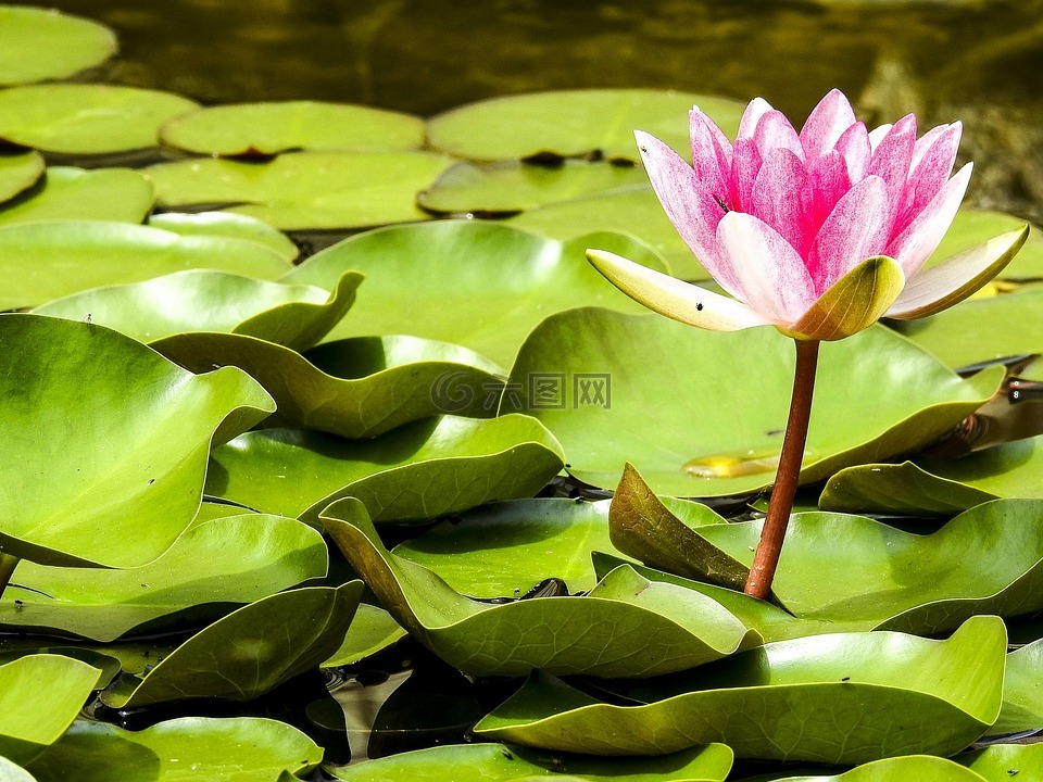睡莲,池塘植物,开花