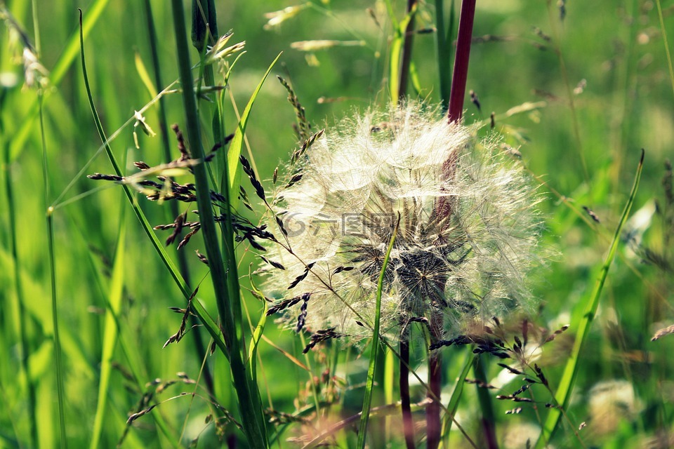 蒲公英,花,性质