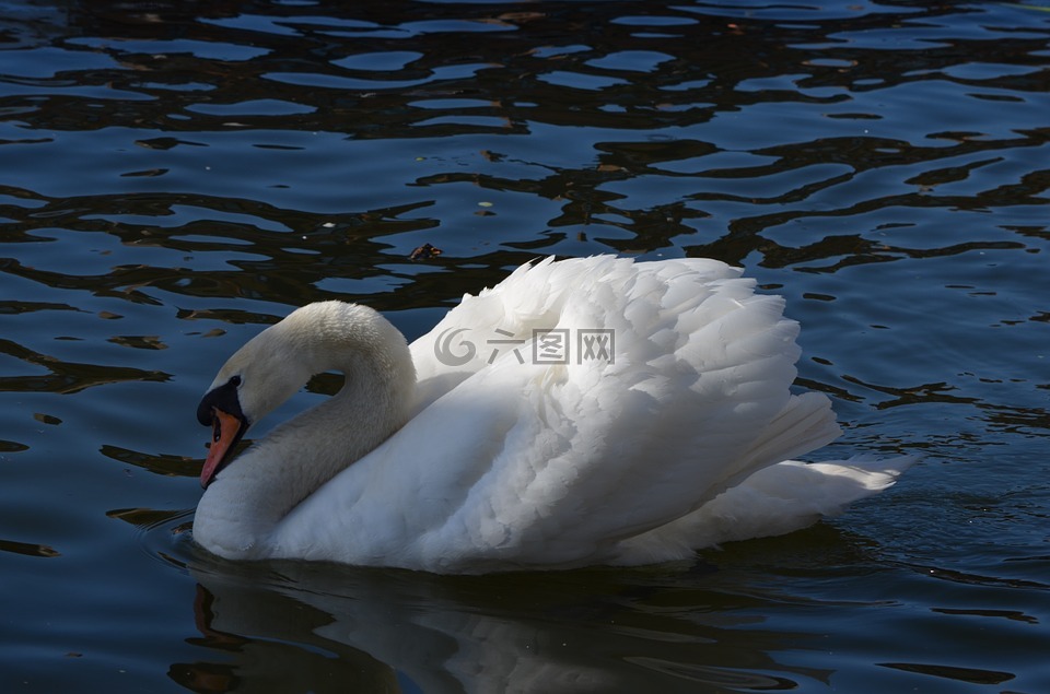 水,天鵝,水鳥(niǎo)
