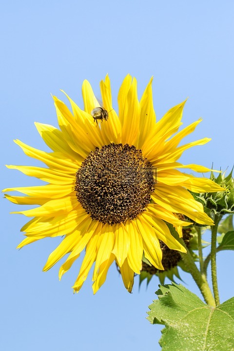 太陽(yáng)花,花,廠