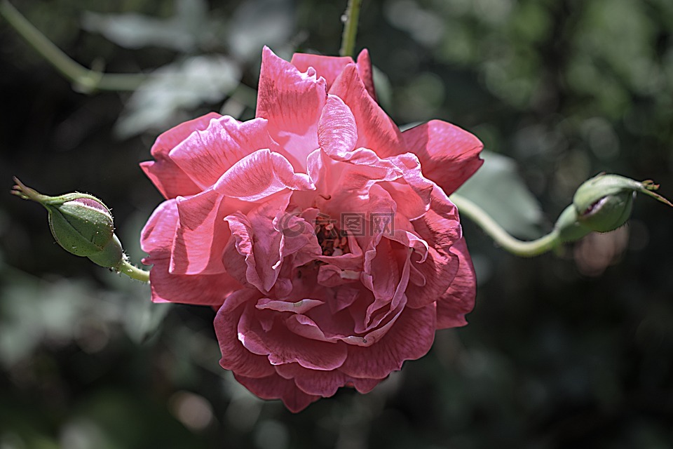 羅莎,花卉,性質(zhì)