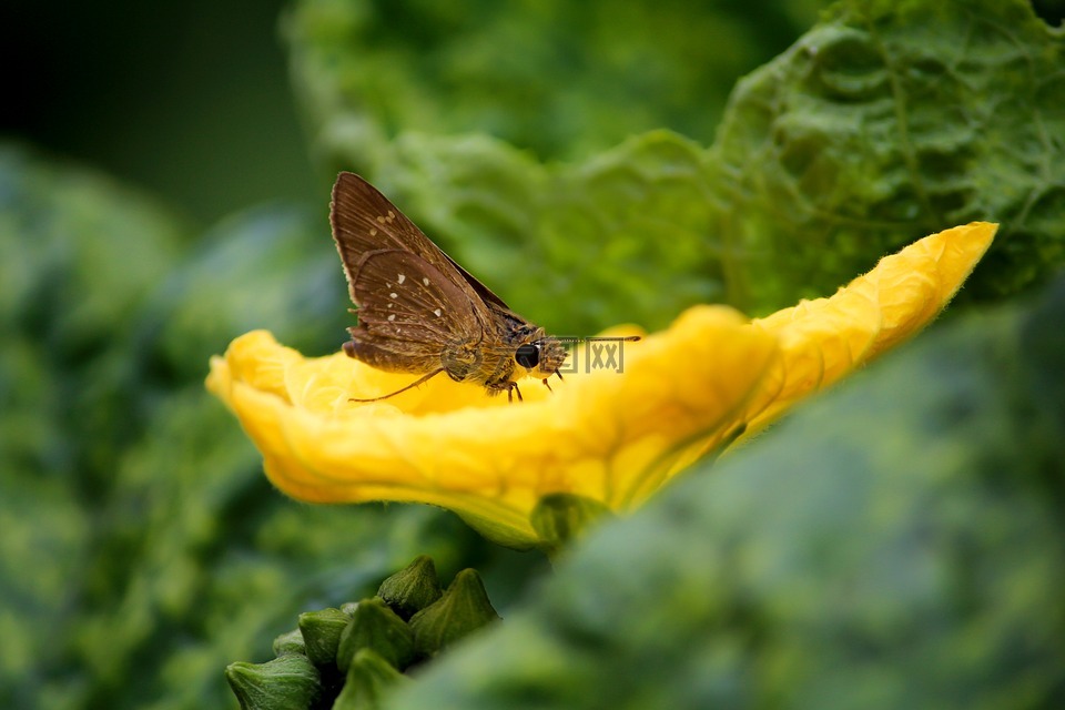 buterfly,花,自然