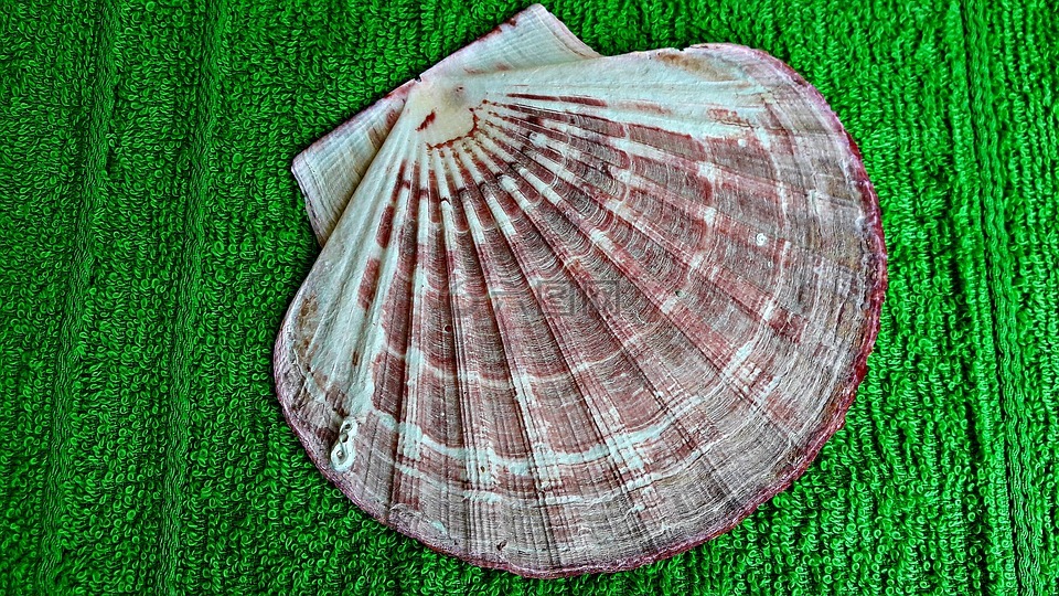 贝壳,扇贝,性质