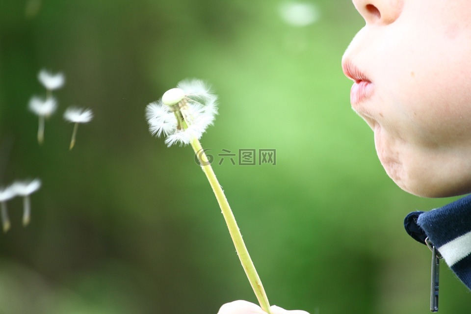 蒲公英,吹,童年