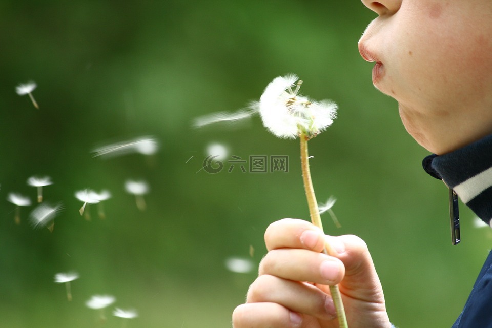 蒲公英,吹,童年