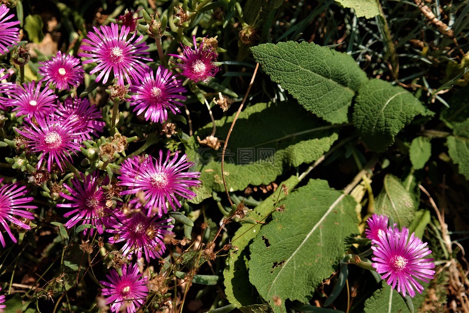 花,開花,紫