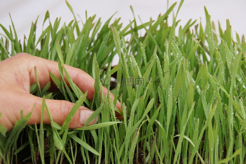 發(fā)芽,草,植物