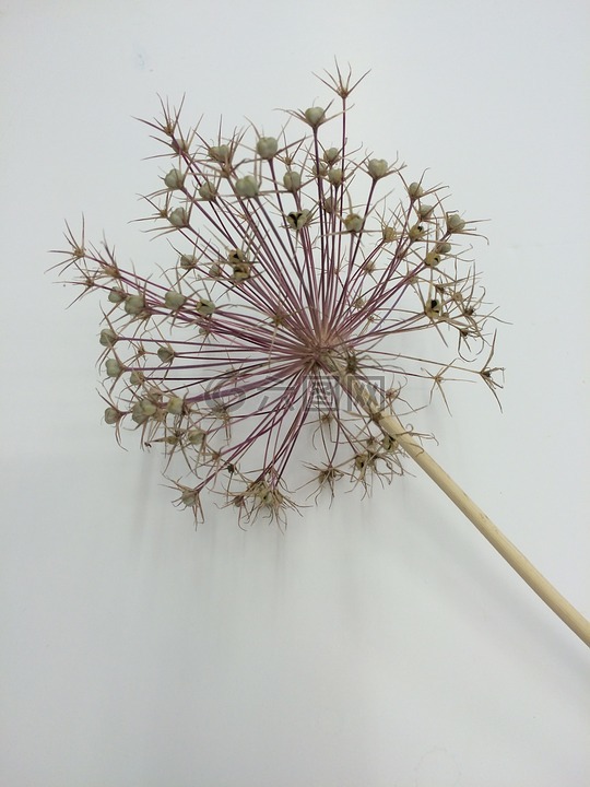 韭,種子的頭,花