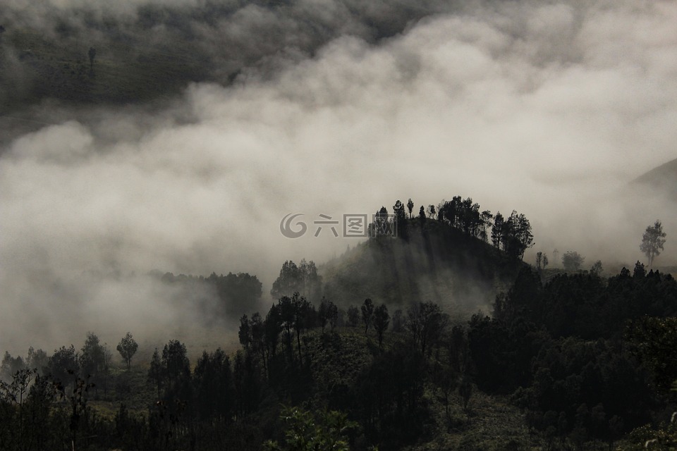 有霧,樹,景觀