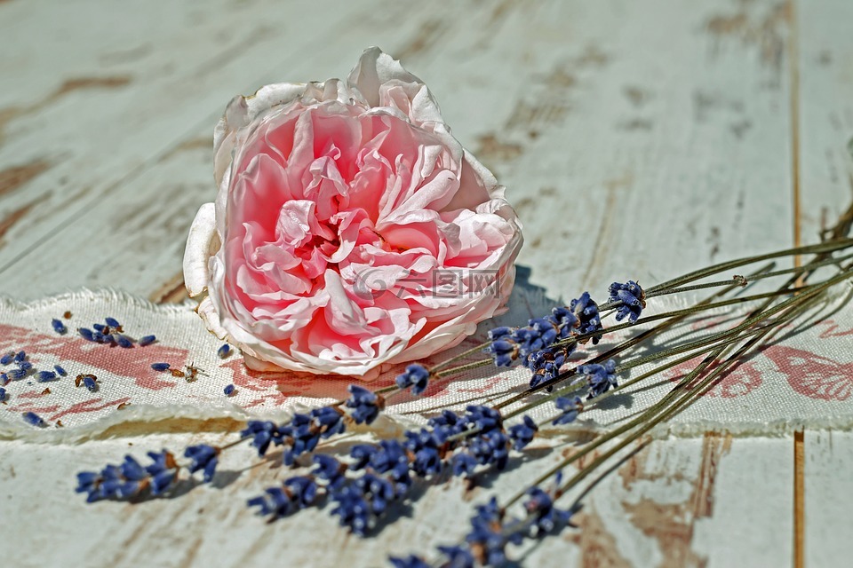 玫瑰,花,開花