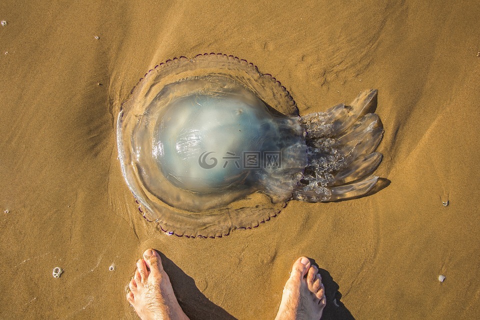 海蜇,海灘,海洋