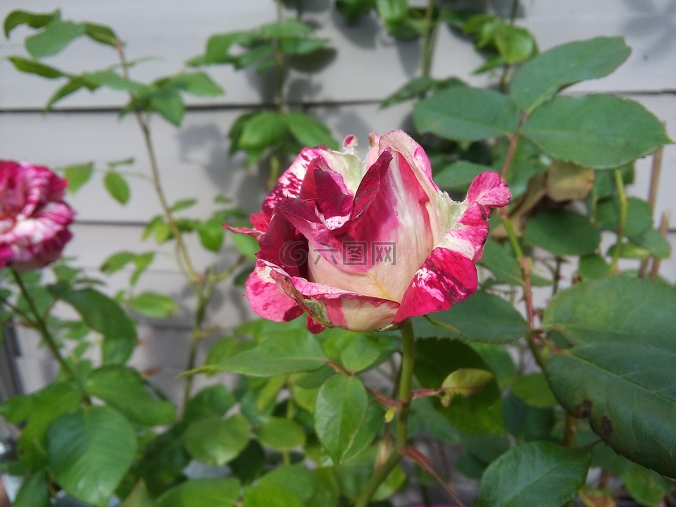 粉色,花,花園