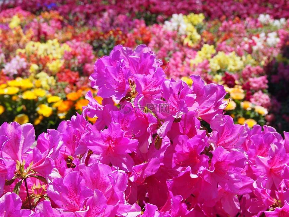 小月,鮮花,粉色