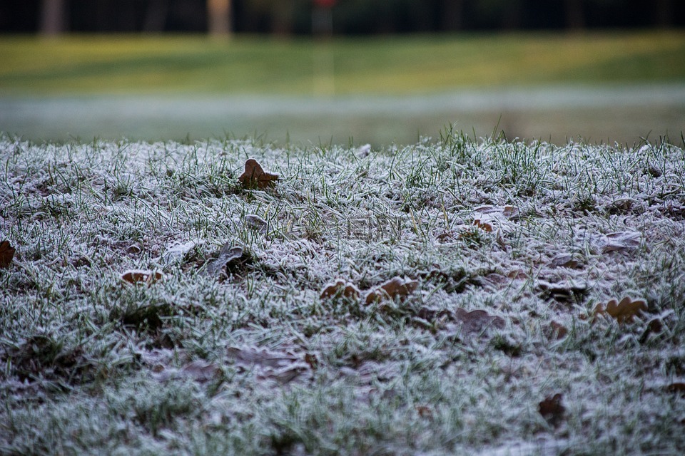 草,自然,冬天