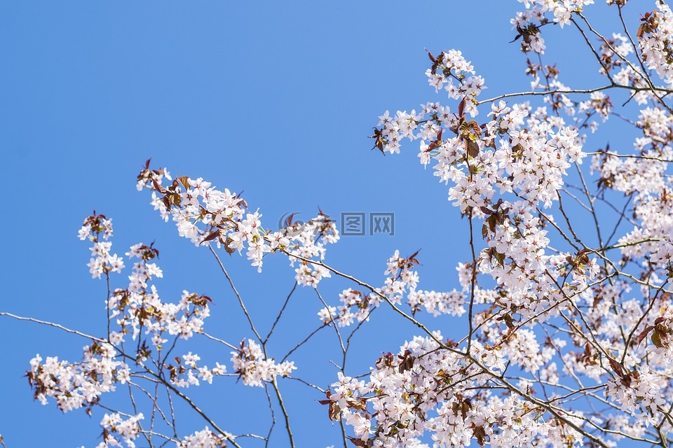 櫻花,櫻桃樹,櫻桃