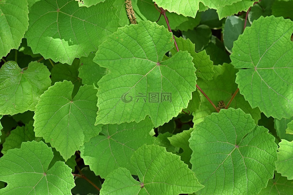 葡萄叶片,叶子,植物