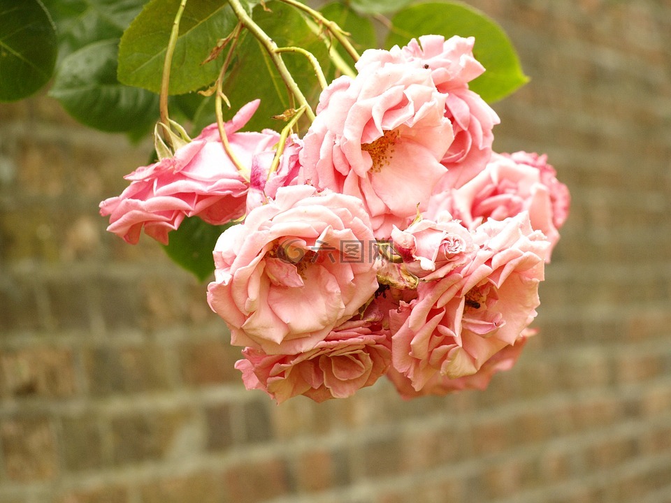 玫瑰,花,紅色