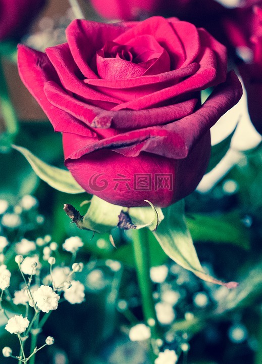 花,玫瑰,性質(zhì)