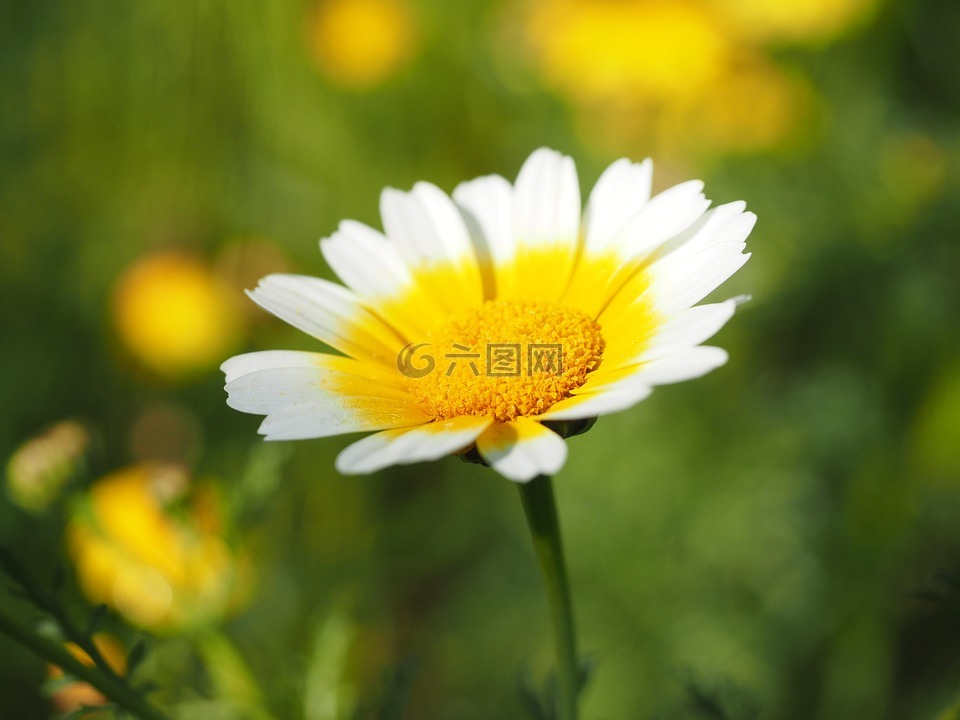 皇冠萬壽菊,鮮花,花
