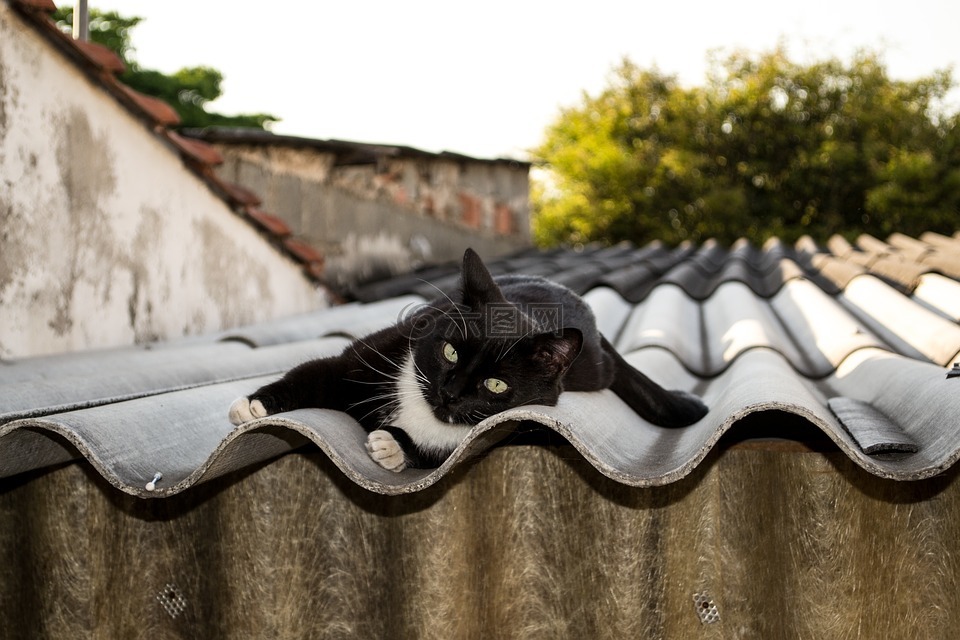 貓,基蒂,gato