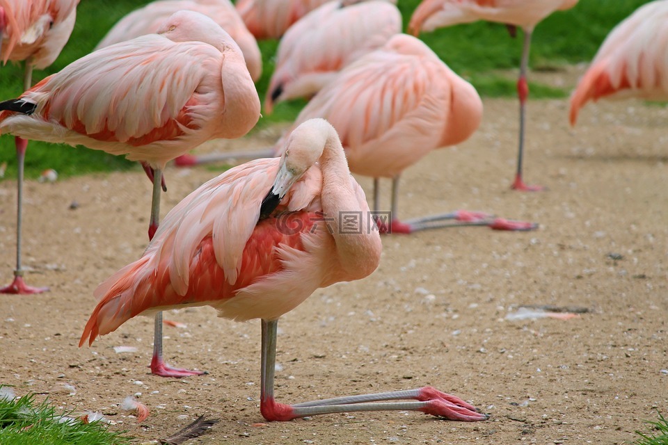 火烈鳥,鳥類,粉紅色