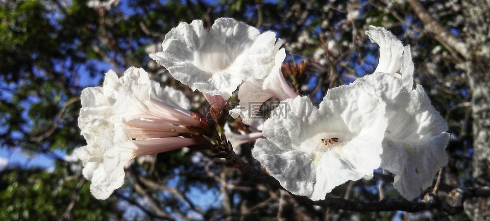 ipê,白,高原