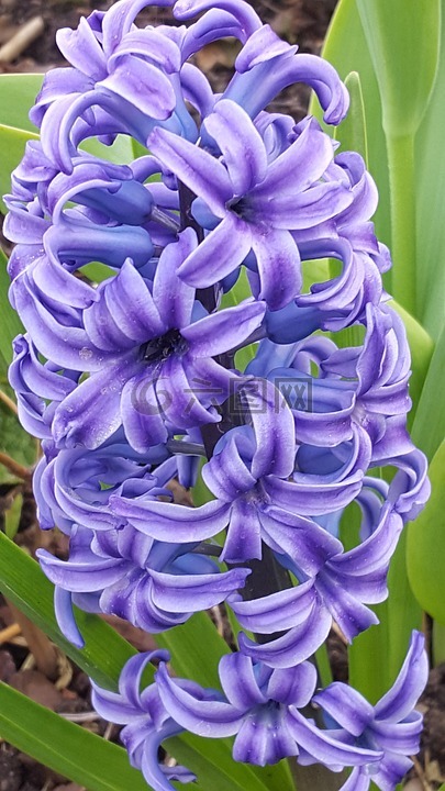 風(fēng)信子,花,花攝影