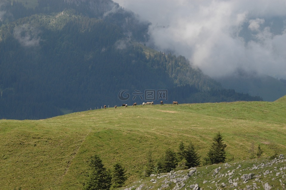 景觀,山,奶牛