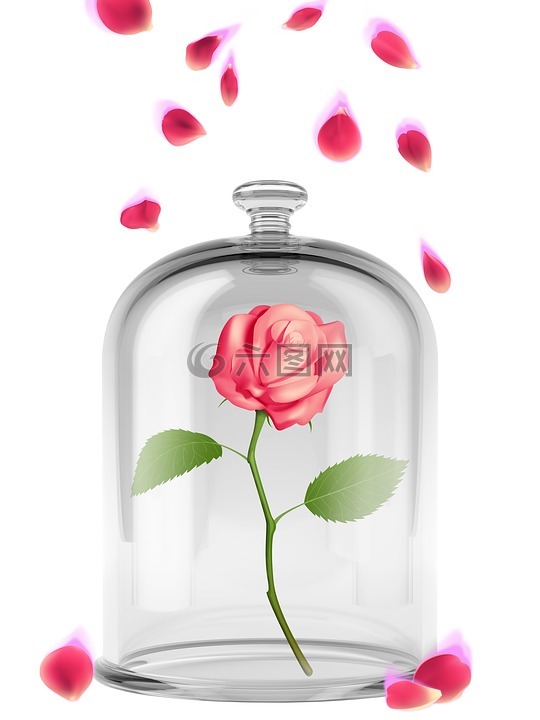 玫瑰,花瓣,花