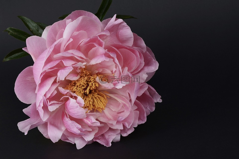 牡丹,開花,粉紅色