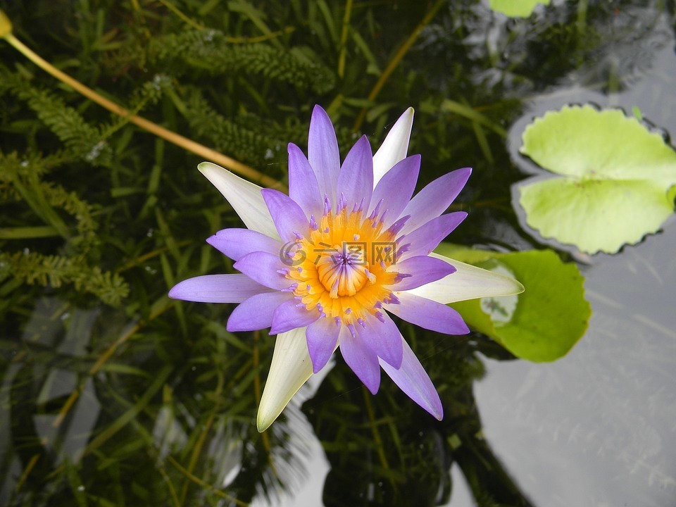 水百合,花,睡莲