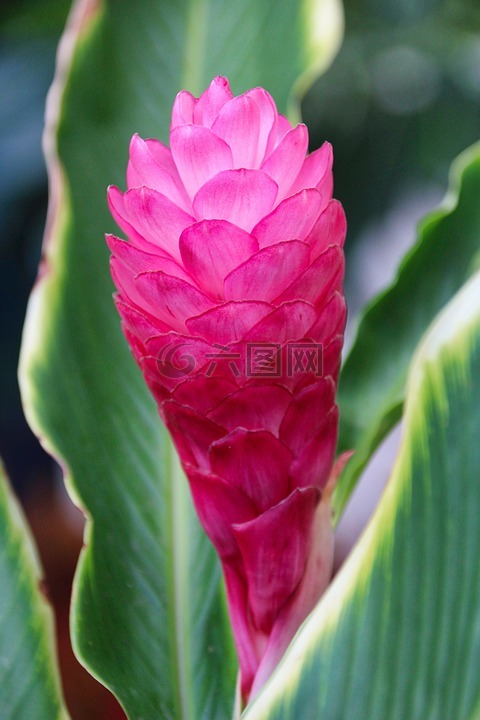 廠,葉子,花