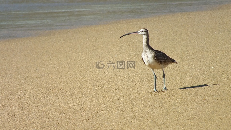 長嘴的 hudsonian,ave,海灘