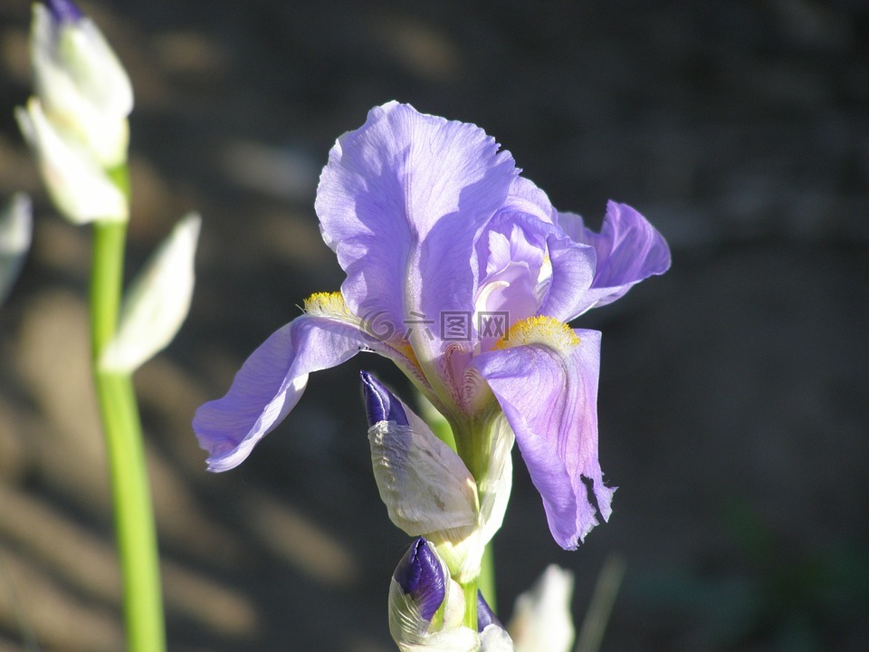 鸢尾花,野花,花