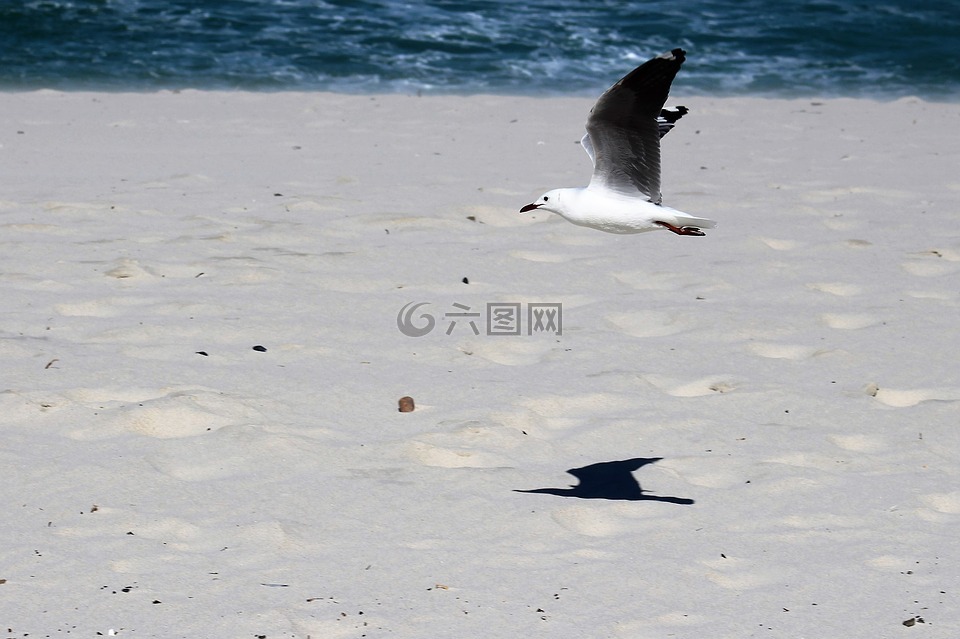 海鸥,飞行,鸟