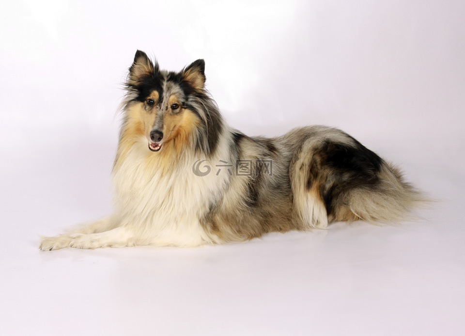 牧羊犬,狗,動(dòng)物