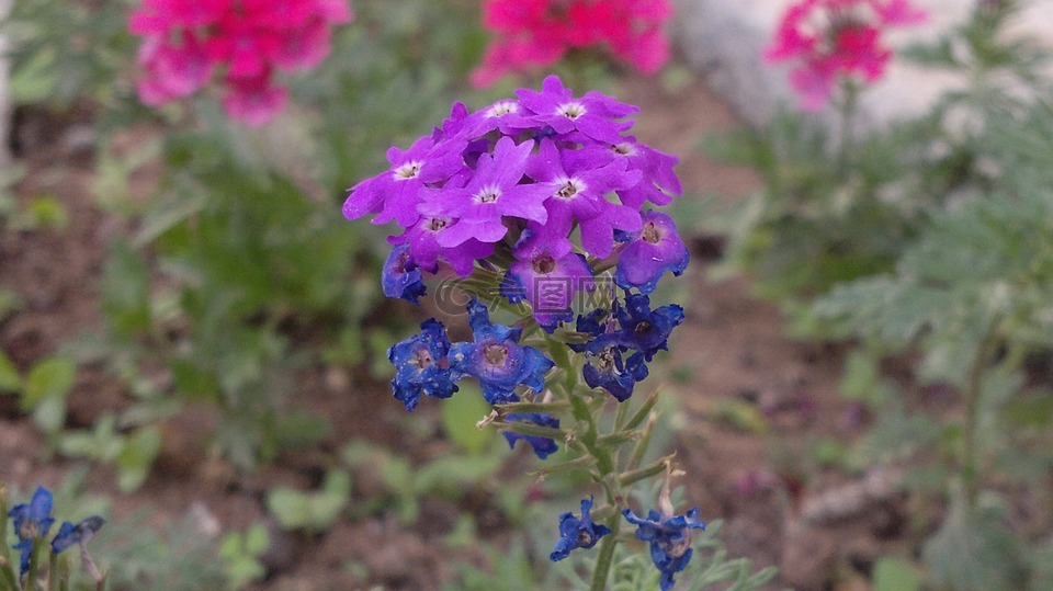 花,我,花園