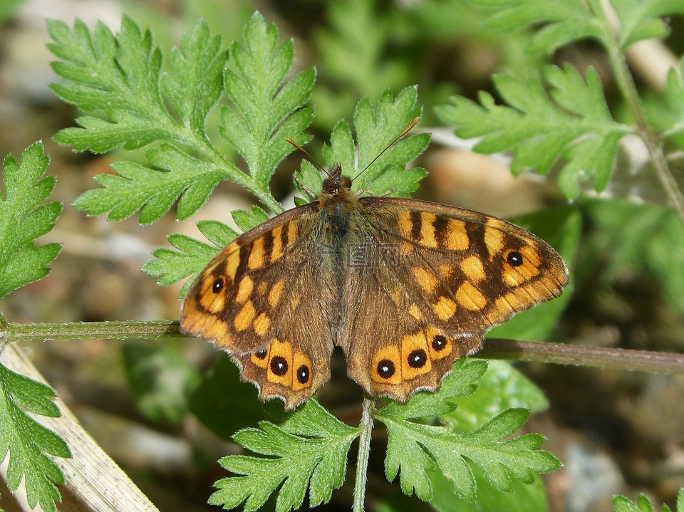 lasiommata megera,蝴蝶 saltacercas,margenera