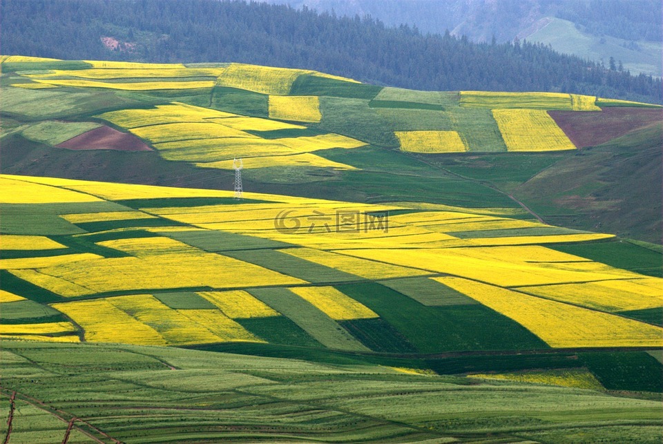 田野,金花,油菜花
