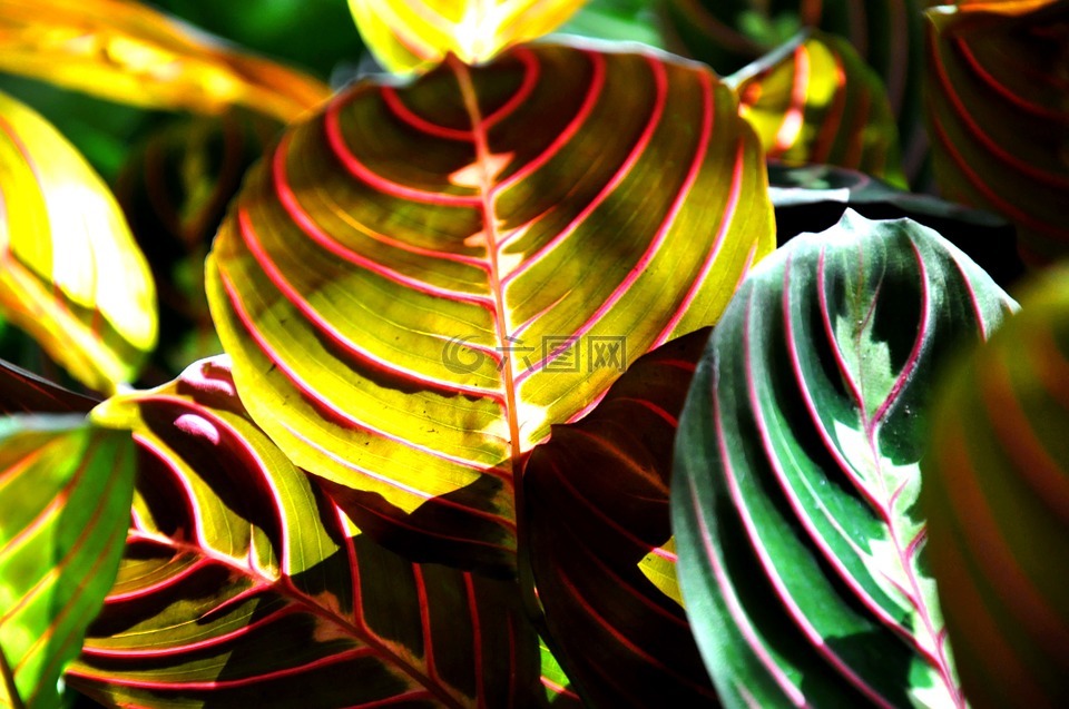 竹芋,绿色,房子植物