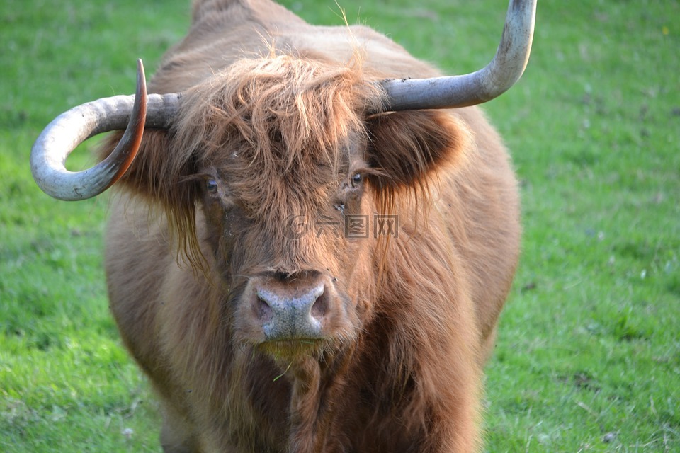 動物,蘇格蘭高地牛,高原牛肉