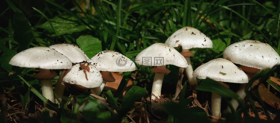 蘑菇,莖,白