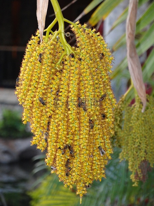 植物,蜜蜂,黃色