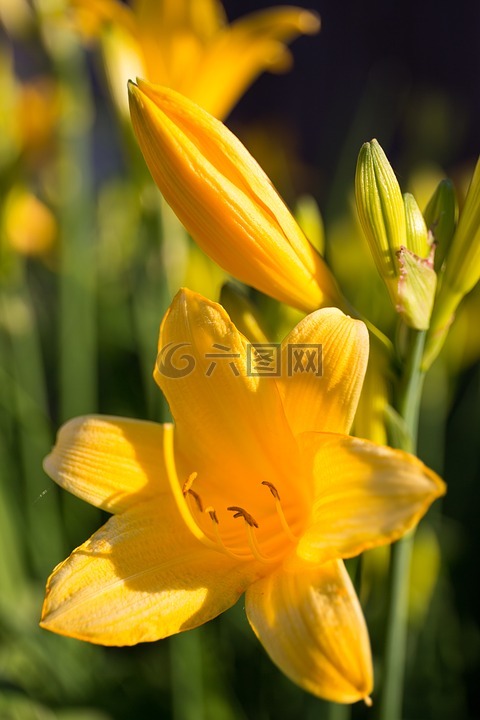 夏季鲜花夏季花卉