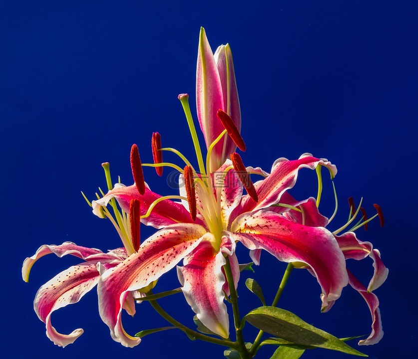 百合,开花,花