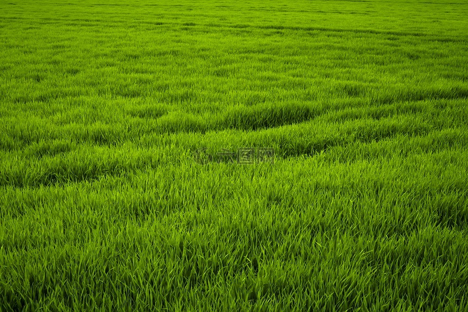 草,綠色,草地