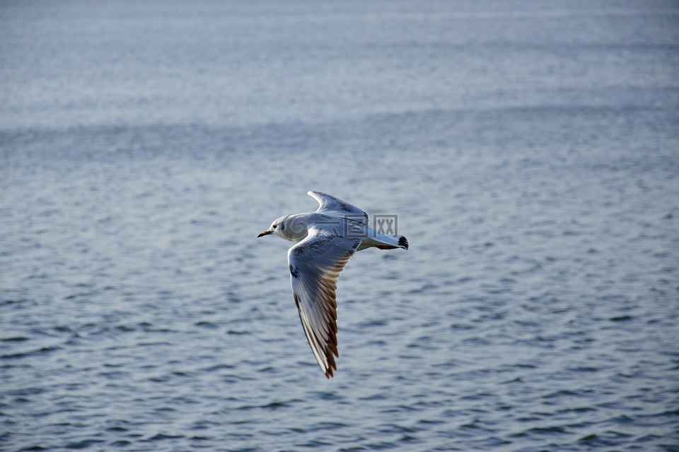 海鷗,鳥,飛行